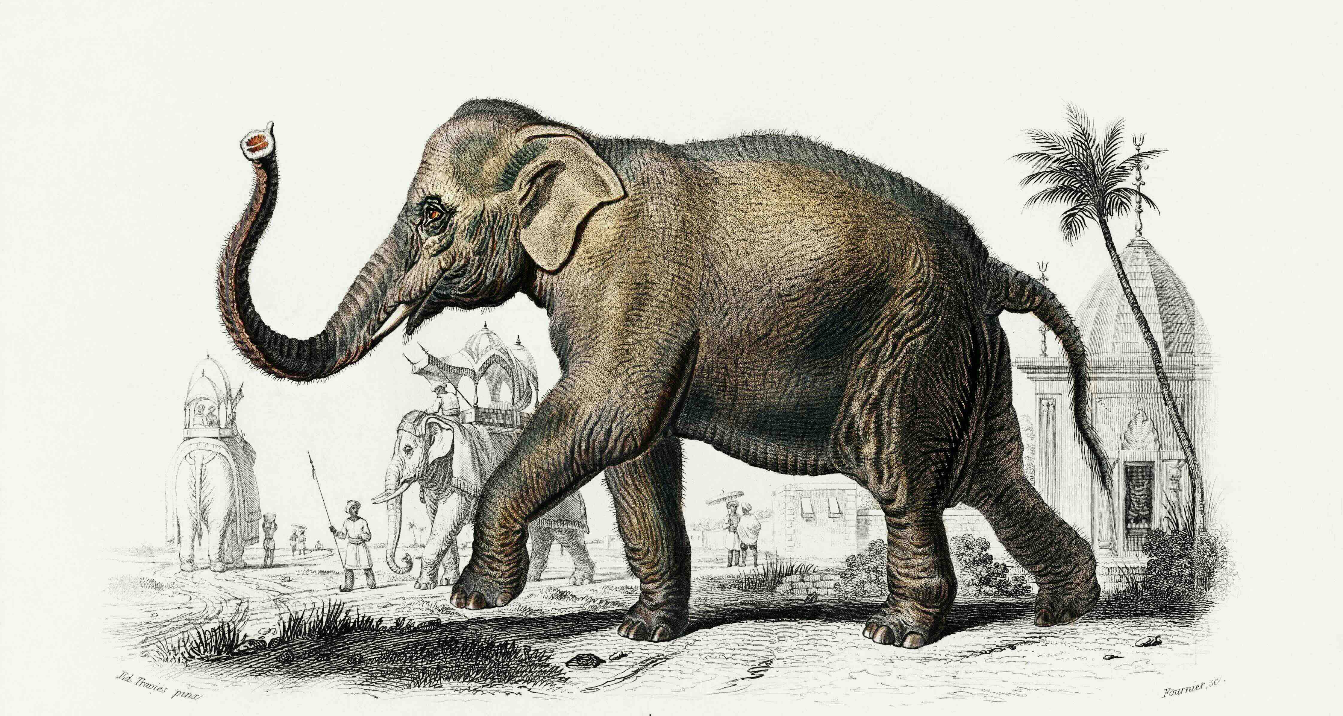 Vintage 1849 illustration of an Asiatic elephant in profile.